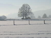 Rundweg Winter Pferde